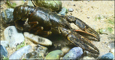 Flodkräfta (Astacus astacus)