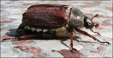 Ollonborre (Melolontha melolontha)