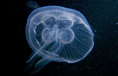 Öronmanet (Aurelia aurita)