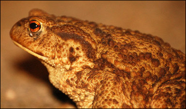 Vanlig padda (Bufo bufo)