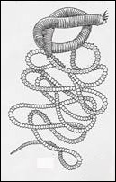 Palolomask (Palola viridis) Palolomask (Palola viridis)