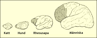 Prefrontala kortex hos några olika däggdjur