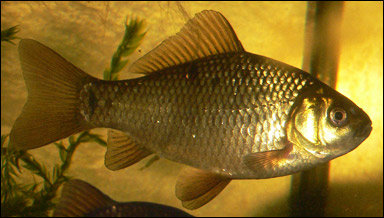 En ruda (Carassius carassius)