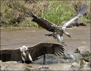 Rüppells gam  (Gyps rueppellii)