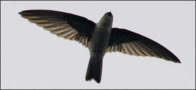 Salangan (Aerodramus fuciphagus)