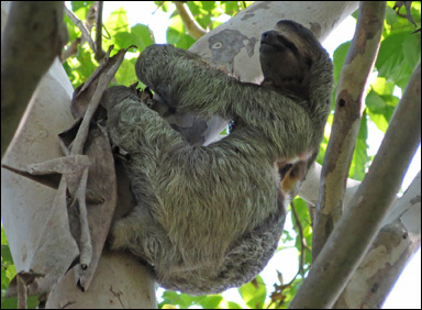 Tretåig sengångare (Bradypus variegatus)