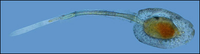 Larv av sjöpungen Aplidium glabrum