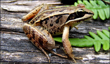 Den amerikanska skogsgrodan (Rana sylvatica) tål is i vävnaderna