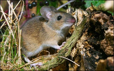 Större skogsmus (Apodemus flavicollis)