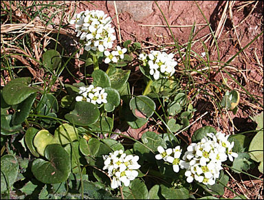 Skörbjuggsört
(Cochlearia officinalis)