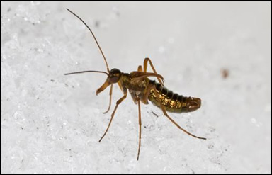 En snöslända (Boreus westwoodi) kryper omkring på snön