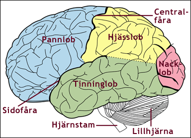 Storhjärnans delar hos människan