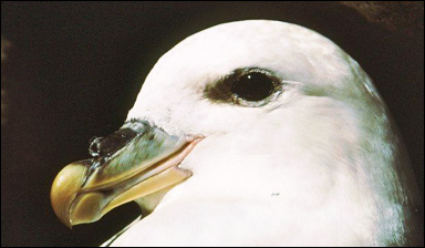 En stormfågel (Fulmarus glacialis) med rör på näbben