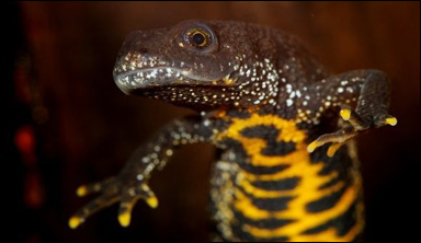 Större vattensalamander (Triturus cristatus)