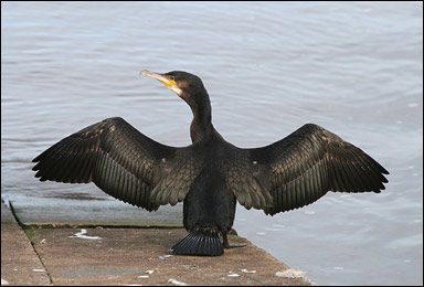 Storskarven (Phalacrocorax carbo) torkar sina vingar
