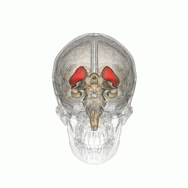 Striatum som tillhör de basala kärnorna