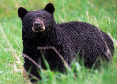 Svartbjörn (Ursus americanus)