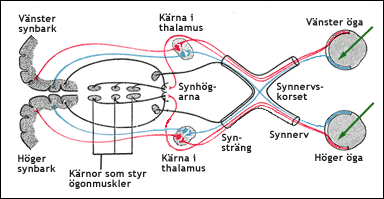 Schematisk bild av synnervskorset