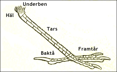 Tars och tår hos fågel