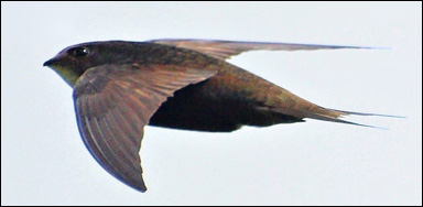 En tornseglare (Apus apus) i flykten