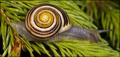 Trädgårdssnäcka (Cepaea hortensis)