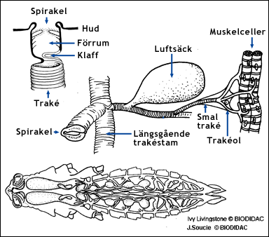 Insekternas trakésystem