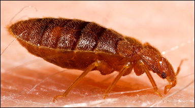 Människans vägglus (Cimex lectularius)