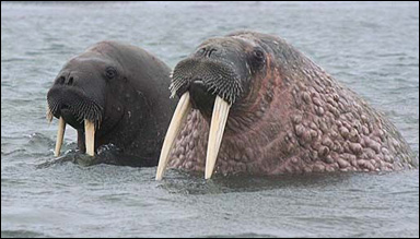 Två valrossar (Odobenus rosmarus)