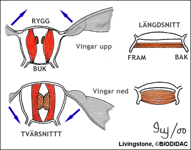 Fibrillära flygmuskler hos en fluga