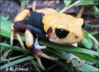 Grodan Nectophrynoides viviparus föder levande ungar